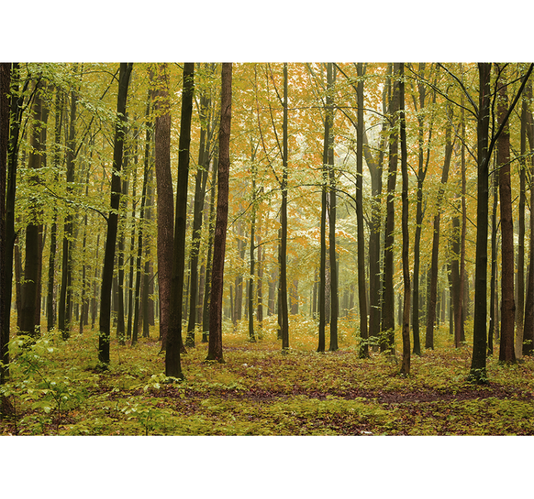 Fototapete wald herbstwaldlandschaft - TenStickers