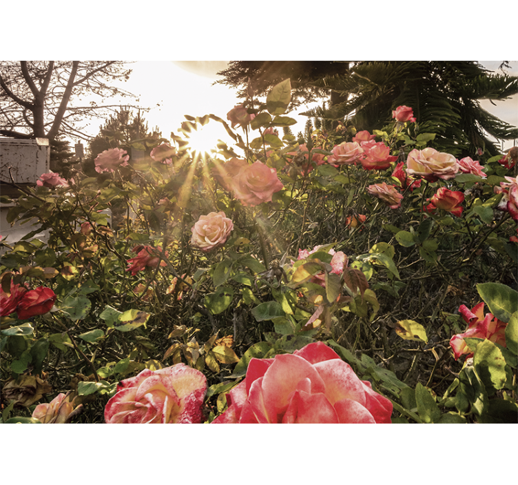 Fototapete blumen sonnenbeschienener rosengarten - TenStickers
