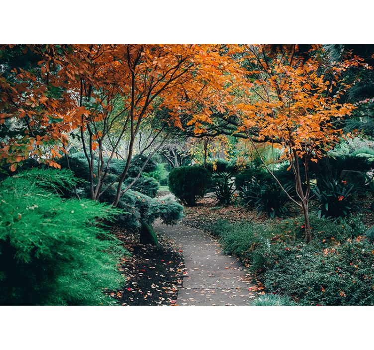 Fototapete natur weg zwischen bäumen - TenStickers