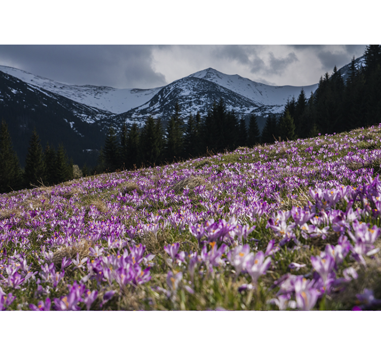 Fototapete blumen krokusblütenfeld - TenStickers