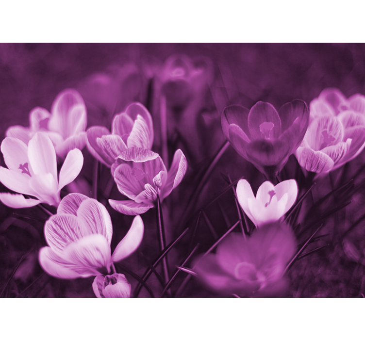 Fototapete mohnblumen zarte florale blüte - TenStickers