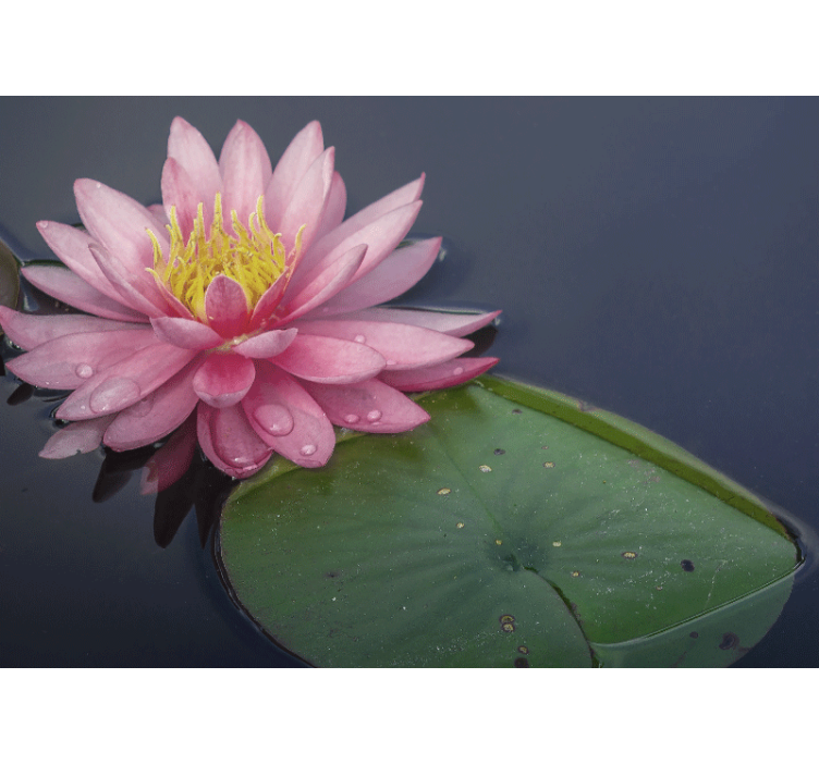 Fototapete Blumen ruhiges rosa loto - TenStickers