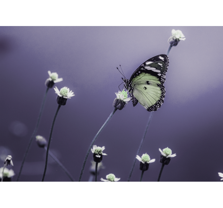 Fototapete blumen schmetterling auf blumen - TenStickers