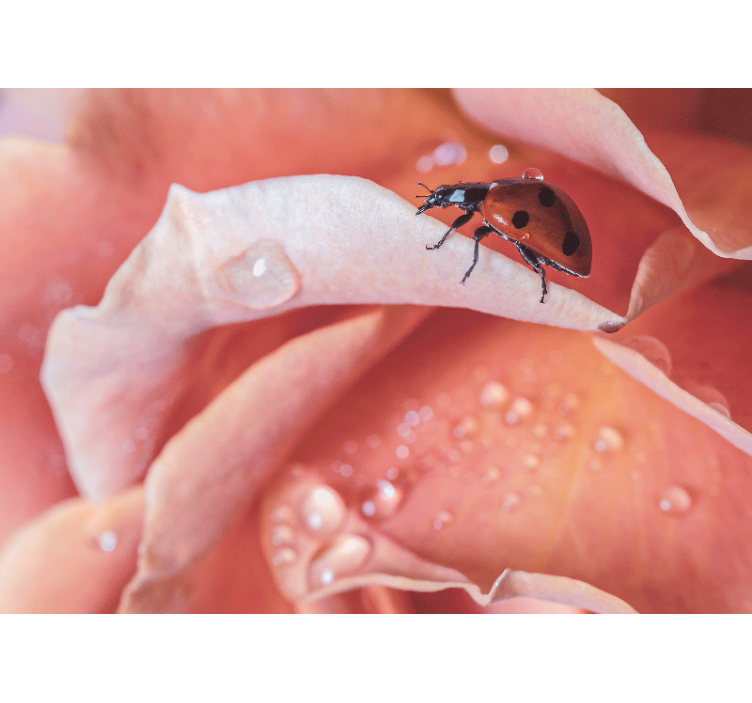 Fototapete blumen marienkäfer auf blütenblatt - TenStickers