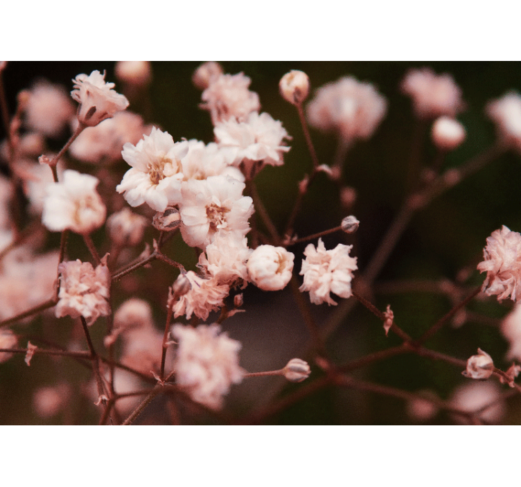 Fototapete blumen zarte blühende blumen - TenStickers