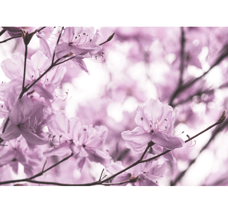 Fototapete Blumen zarte rosa blüten - TenStickers