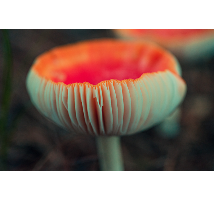 Fototapete mohnblumen elegante poppy blossom - TenStickers