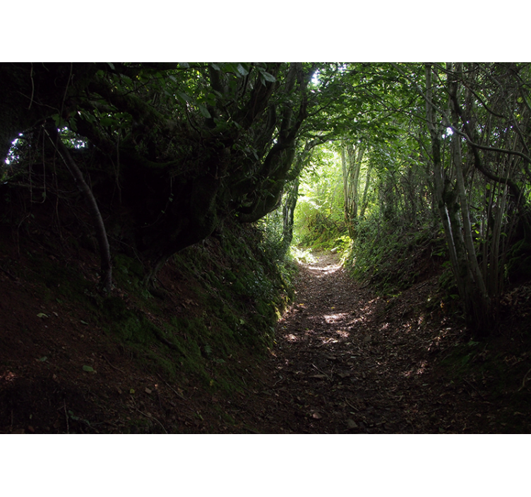 Fototapete wald waldweg pfad - TenStickers