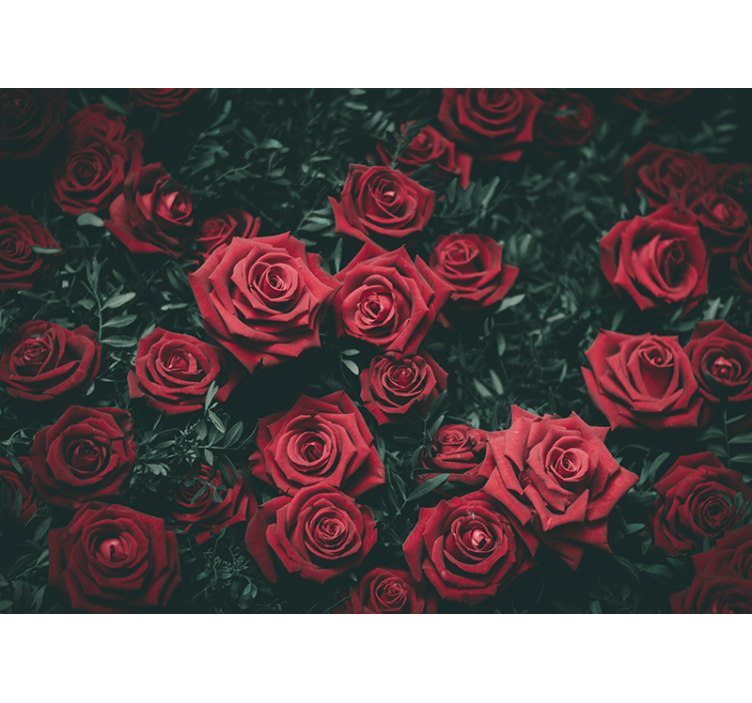 Fototapete blumen romantische rote rosen - TenStickers