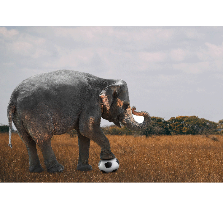Fototapete tiere elefant beim fußballspielen - TenStickers