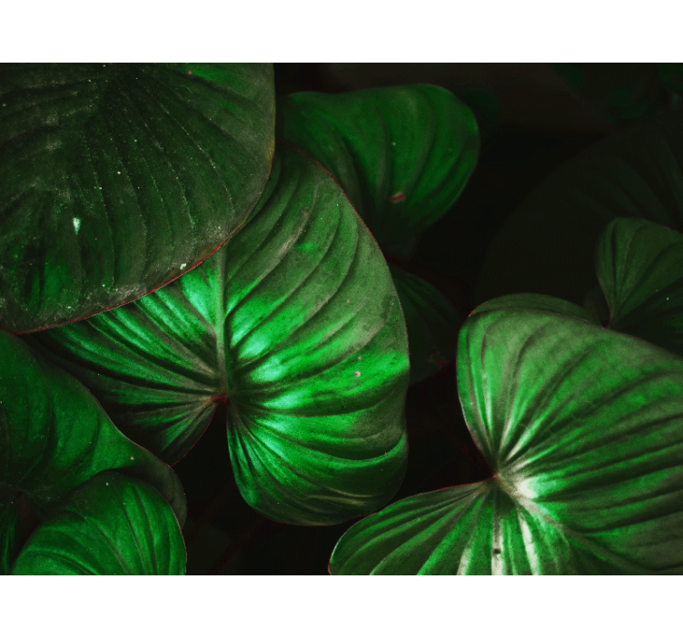 Fototapete wald lebendige grüne blätter - TenStickers