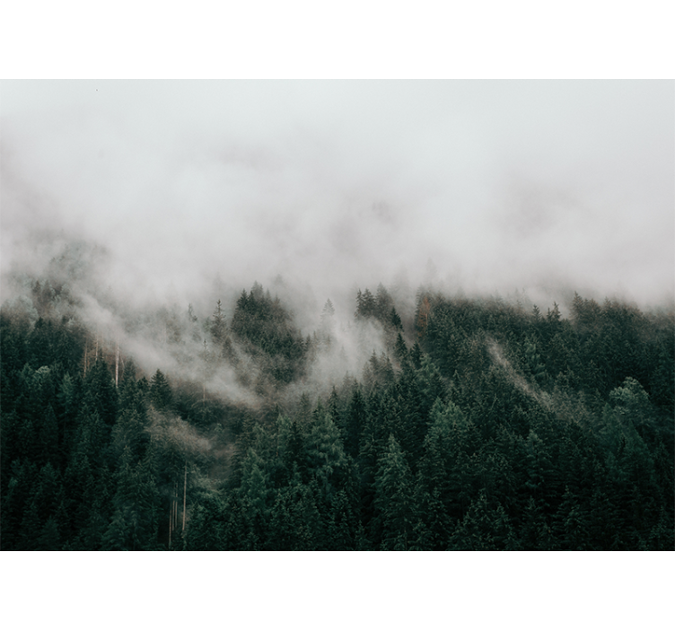 Tapete wald neblige waldlandschaft - TenStickers