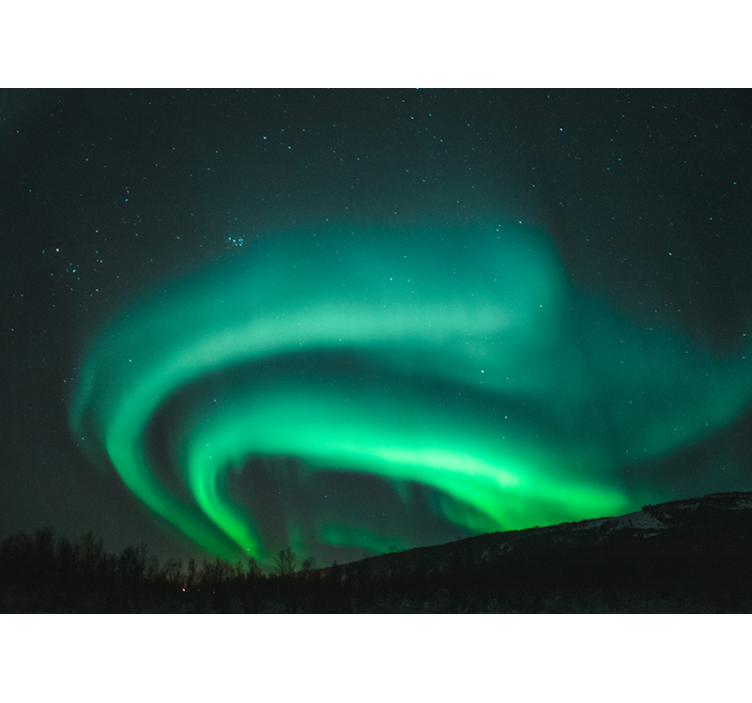 Fototapete wald aurora borealis ausstellung - TenStickers
