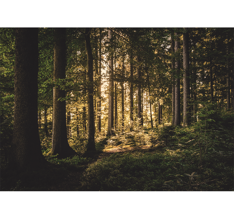 Tapete wald heller waldweg - TenStickers