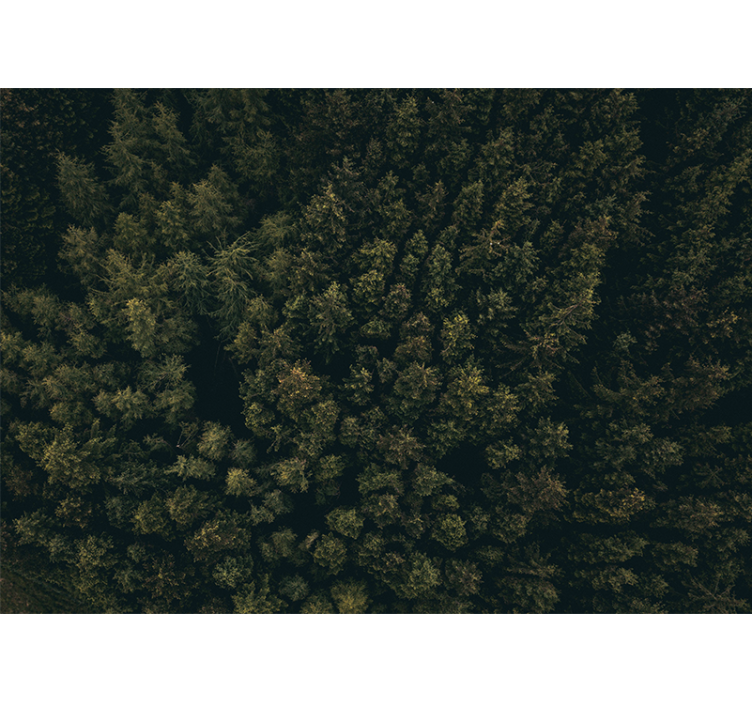 Fototapete natur üppiges blätterdach - TenStickers