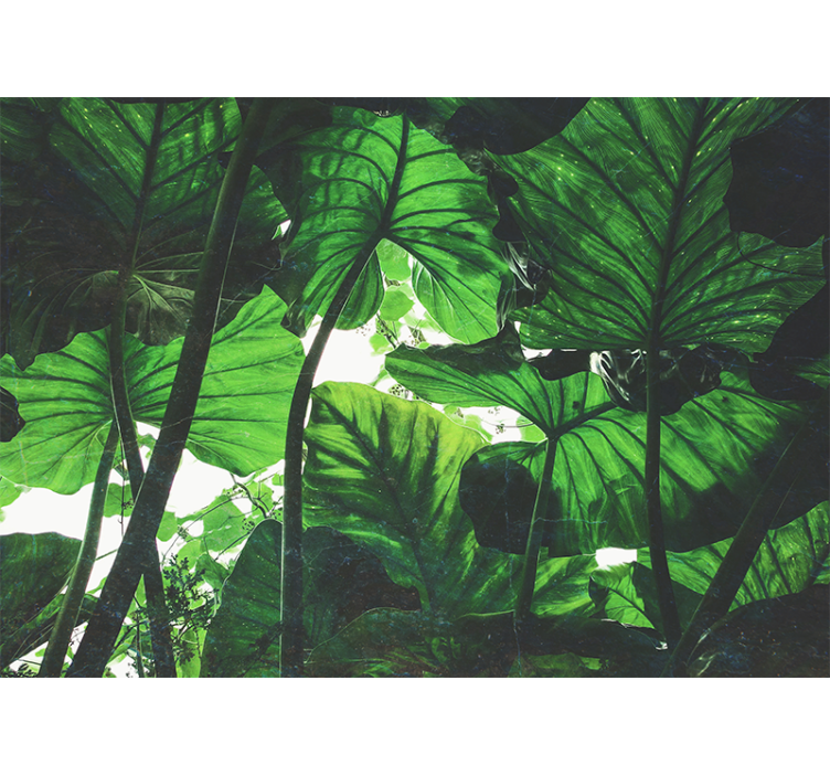 Fototapete wald üppiges blätterdach - TenStickers