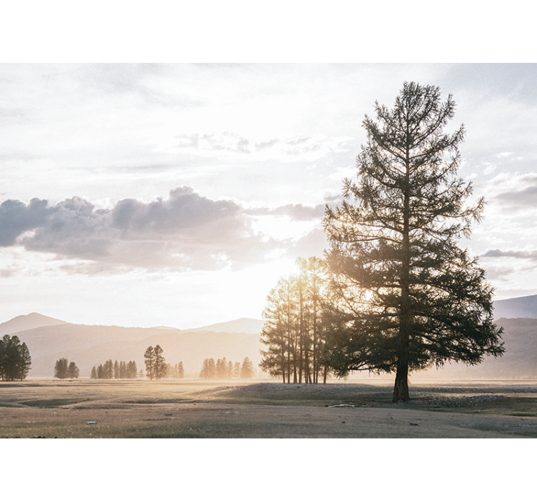 Fototapete natur ruhige kiefernsilhouette - TenStickers