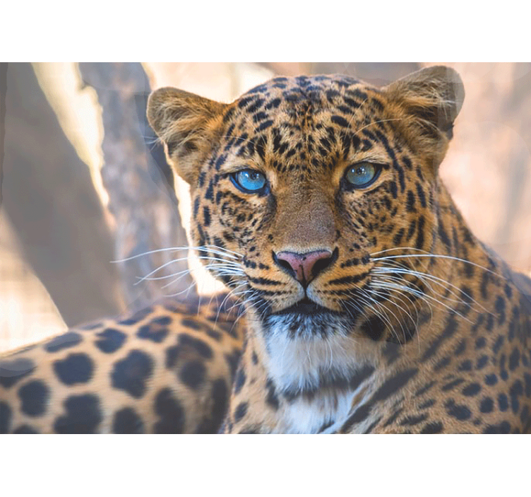Fototapete tiere leopard portrait nahaufnahme - TenStickers