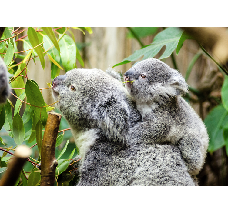Fototapete tiere koalas am baum - TenStickers