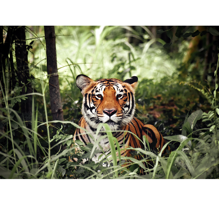 Fototapete tiere regal tiger erlebnis - TenStickers