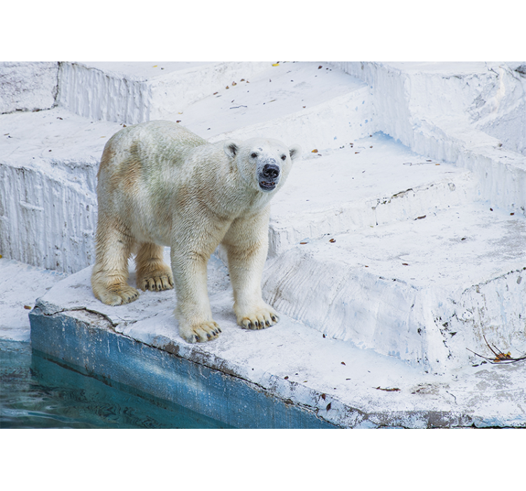 Fototapete tiere eisbärenhaltung - TenStickers