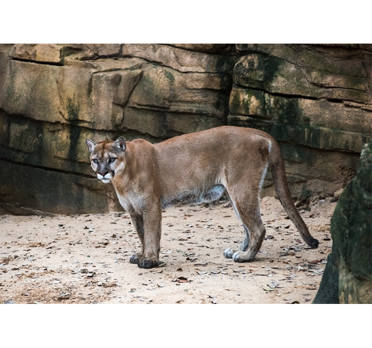 Fototapete tiere cougar im lebensraum - TenStickers