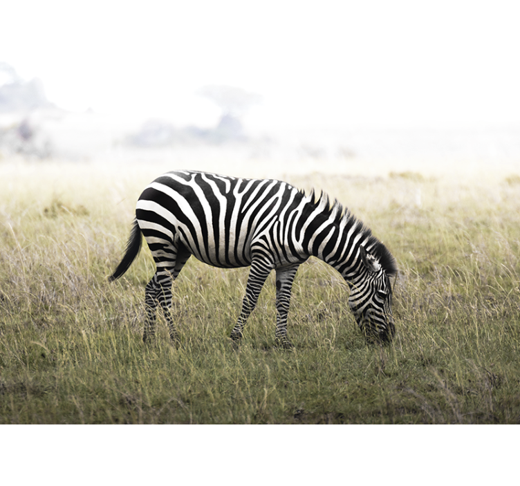 Fototapete tiere zebra friedlich grasen - TenStickers