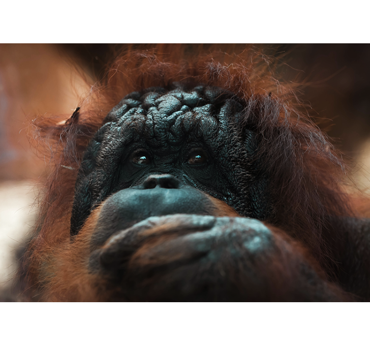 Fototapete tiere orangutans nachdenklicher blick - TenStickers