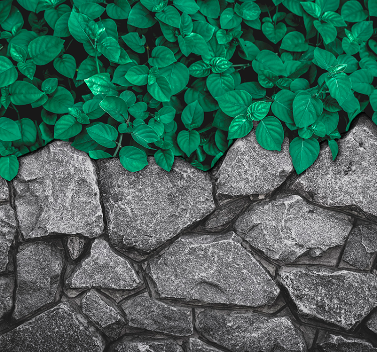 Fototapete Natur üppiges grün kontrast - TenStickers