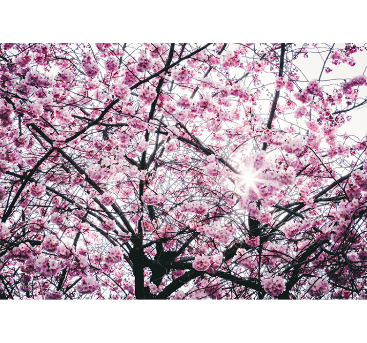 Fototapete Wohnzimmer Kirschblüte Sakura - TenStickers