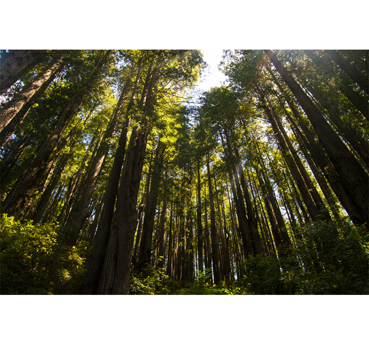 Fototapete hohe Bäume Wald - TenStickers