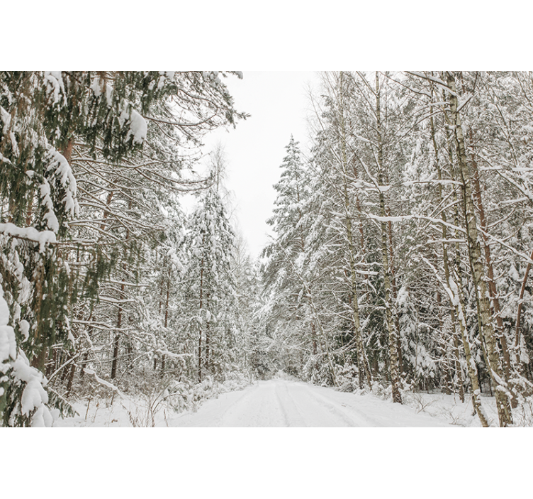 Fototapete Wald im Winter - TenStickers