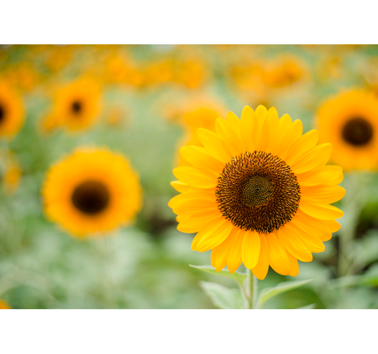 Fototapete Blumen sonnenblumen-brennpunkt - TenStickers