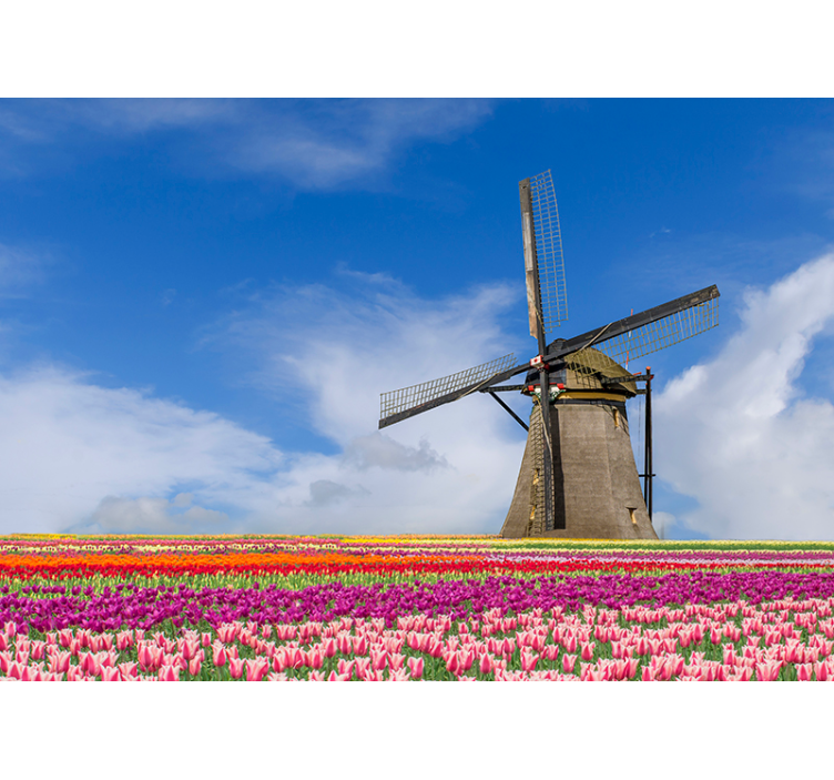 Fototapete Städte Amsterdam Tulpenfeld Windmühle - TenStickers