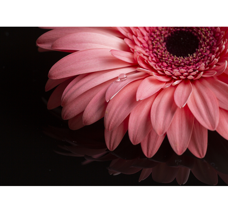 Fototapete Blumen gerbera blütenblatt nahaufnahme - TenStickers