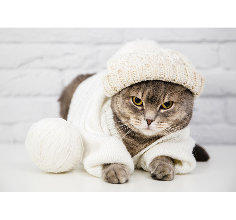 Fototapete Tiere kuschelige strickkatze - TenStickers