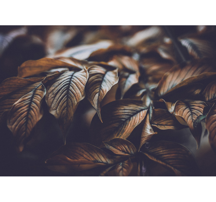 Fototapete Blumen herbstblätter nahaufnahme - TenStickers