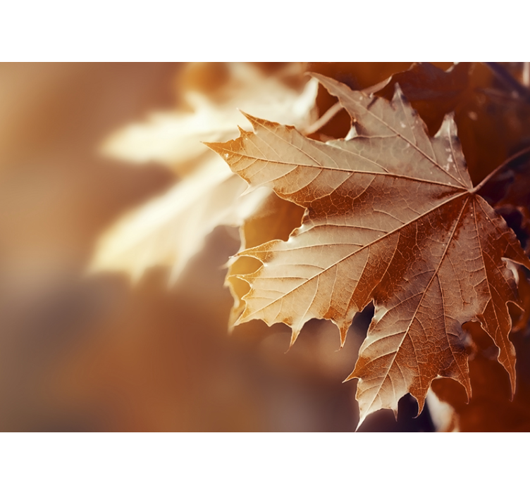 Herbstblatt Foto Fototapete - TenStickers