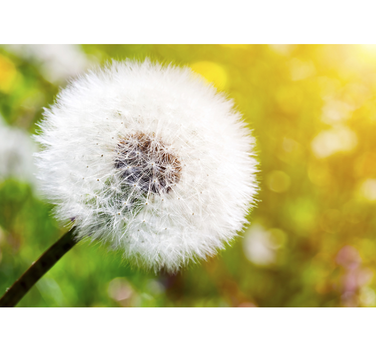 Fototapete pusteblume dandelion seed head - TenStickers