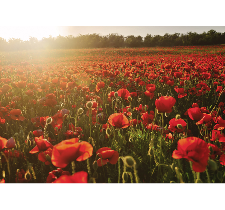 Fototapete mohnblumen poppy meadow blossom - TenStickers