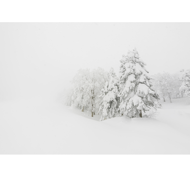 Fototapete natur winterwald szene - TenStickers