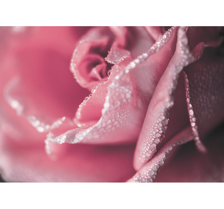 Fototapete blumen taufrische rosa - TenStickers