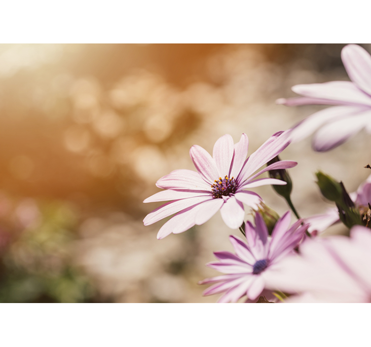 Fototapete blumen pinker blumenblüte - TenStickers