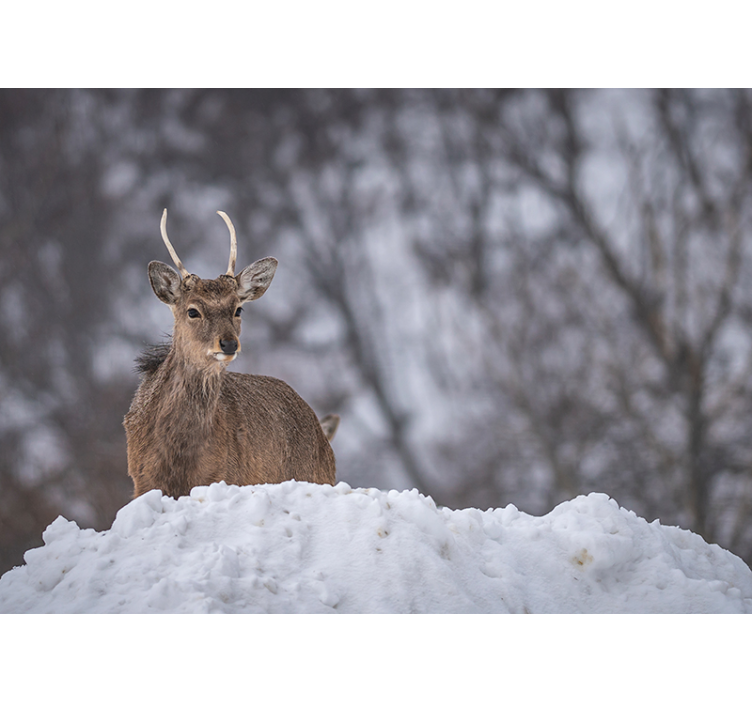 Fototapete tiere rehe im schnee - TenStickers