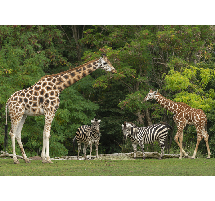 Fototapete Tiere giraffen und zebras - TenStickers