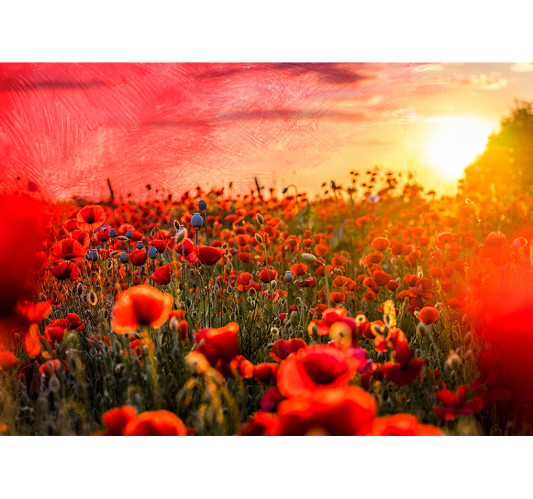 Fototapete Mohnblumen mohnfeld sonnenuntergang - TenStickers