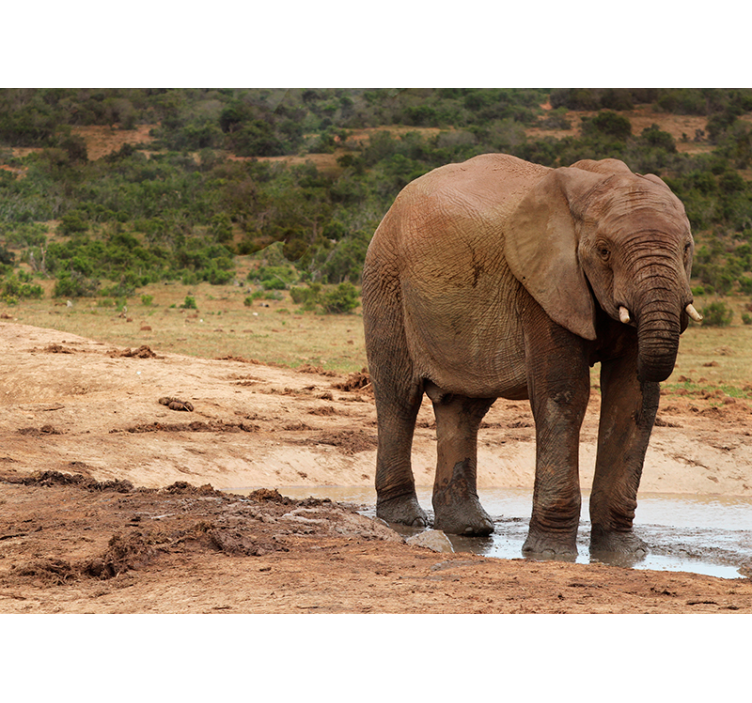 Fototapete Tiere begegnung mit elefanten - TenStickers