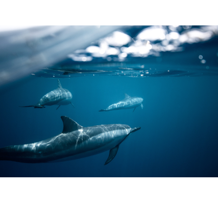 Fototapete Tiere schwimmende delfinszene - TenStickers