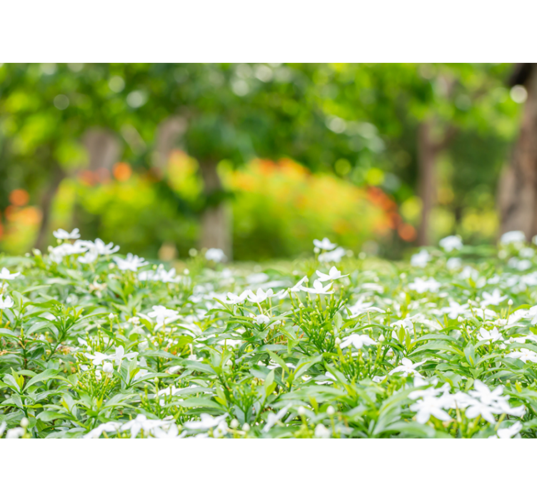 Fototapete blumen üppige weiße blüten - TenStickers