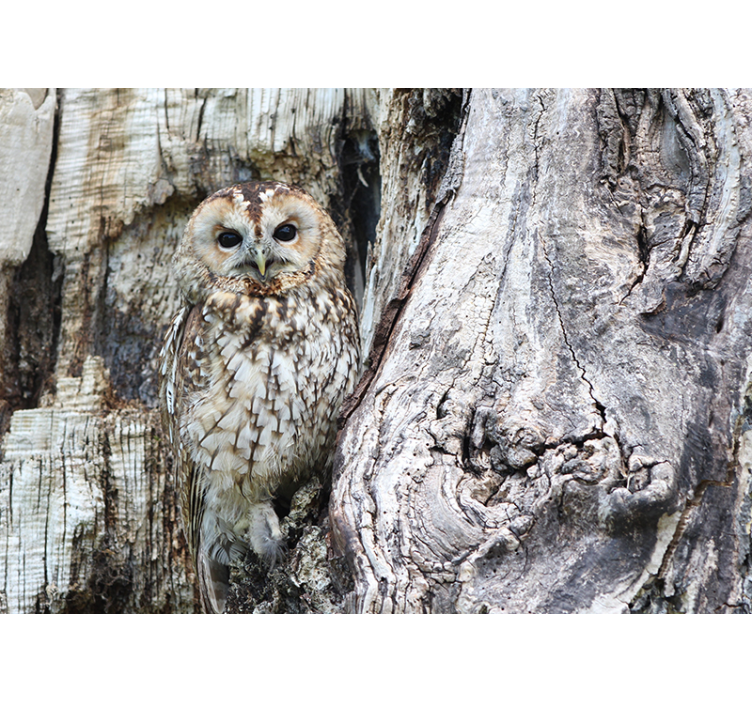 Fototapete Tiere porträt einer weisen eule - TenStickers
